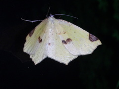 Antepione thisoaria