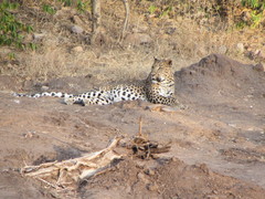 Panthera pardus fusca