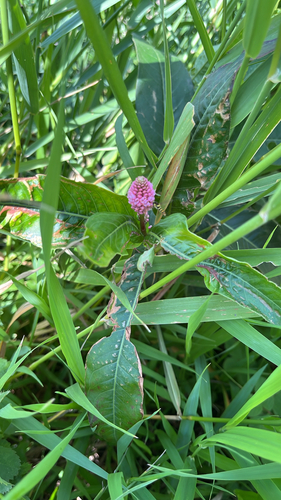 water smartweed