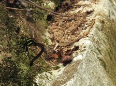 Polycanthagyna erythromelas