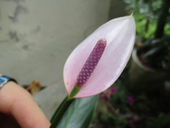 Anthurium antioquiense