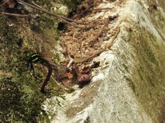 Polycanthagyna erythromelas