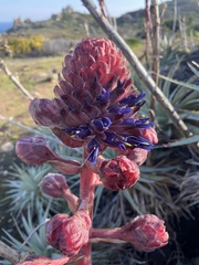 Puya venusta