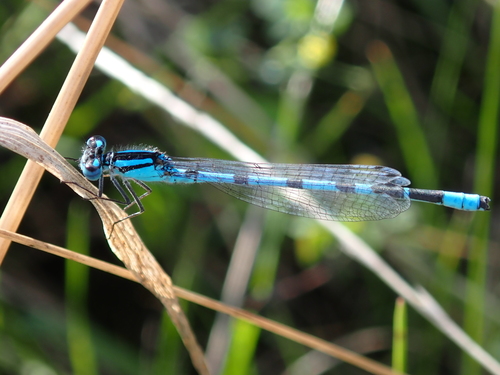 Common Blue Damselfly