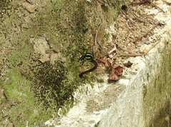 Polycanthagyna erythromelas