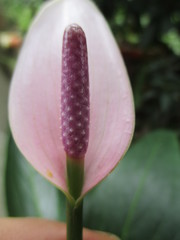 Anthurium antioquiense