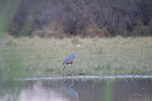 iNaturalist image
