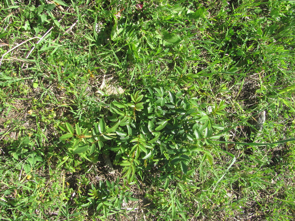Rosa sempervirens; photograph (c) zebedeugalinha, some rights reserved (CC BY)