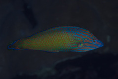 Halichoeres leucurus