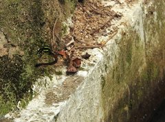 Polycanthagyna erythromelas