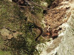 Polycanthagyna erythromelas