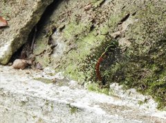 Polycanthagyna erythromelas