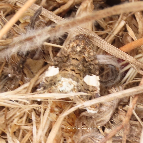 Four-spotted Moth