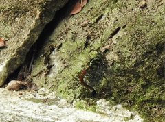 Polycanthagyna erythromelas