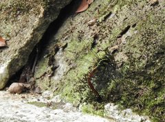 Polycanthagyna erythromelas