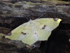 Antepione thisoaria