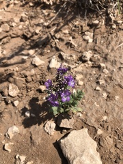 Phacelia popei