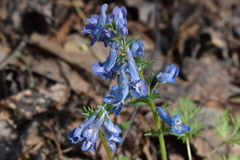 Corydalis fumariifolia