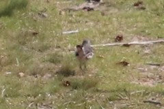 Mimus polyglottos polyglottos