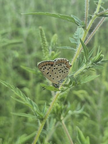 Sooty Copper