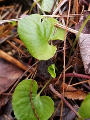 Viola minuscula