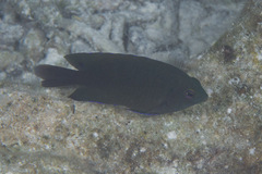 Pomacentrus burroughi