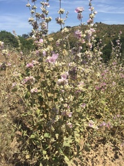Malacothamnus hallii