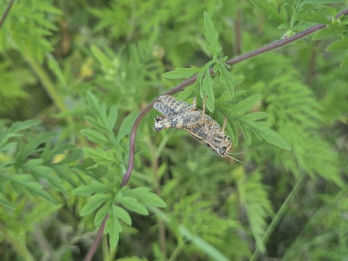 Italian locust