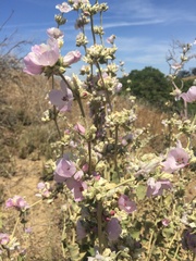 Malacothamnus hallii