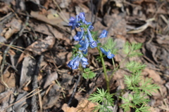 Corydalis fumariifolia