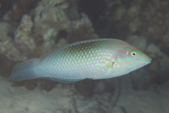 Halichoeres chloropterus