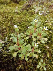 Saxifraga tridactylites, photograph (c) Mario Garofano, some rights reserved (CC BY)