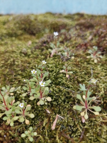 Saxifraga tridactylites, photograph 5