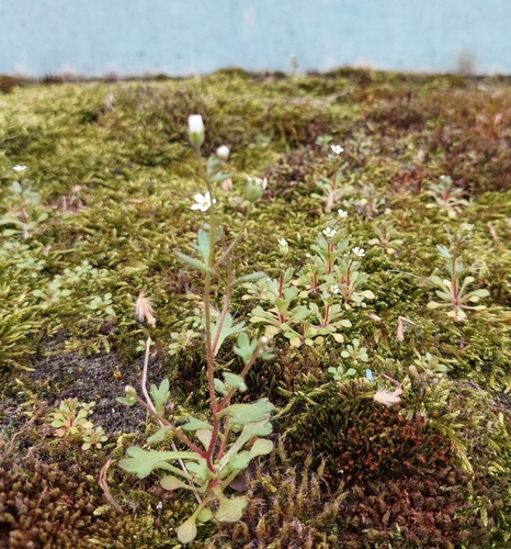 Saxifraga tridactylites, photograph 3