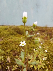 Saxifraga tridactylites