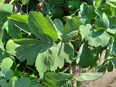 Peucedanum japonicum