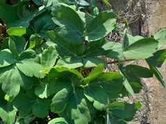 Peucedanum japonicum
