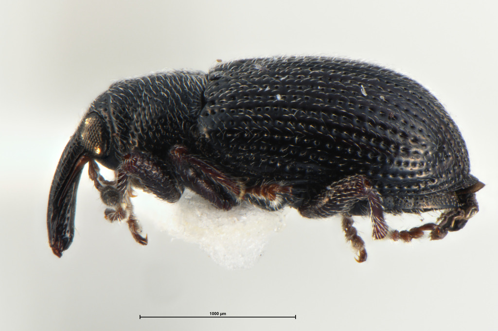 Alloprocas
