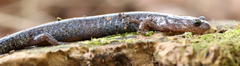 Plethodon hoffmani
