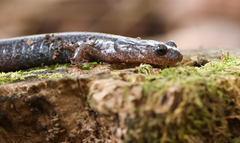 Plethodon hoffmani