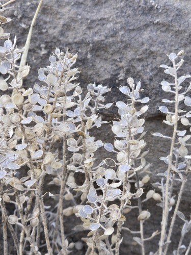 Alyssum simplex, photograph 4