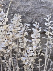 Alyssum simplex, photograph (c) Jo Roberts, some rights reserved (CC BY)