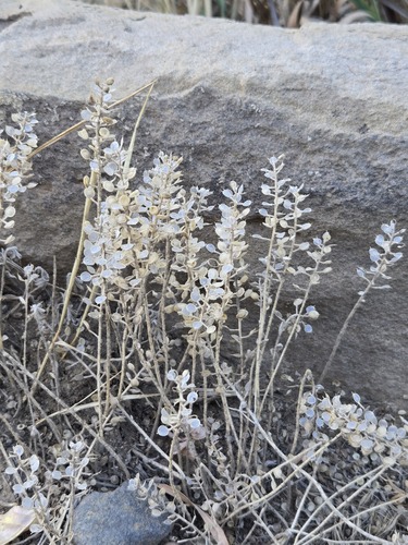 Alyssum simplex, photograph 5
