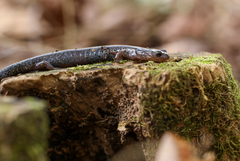Plethodon hoffmani