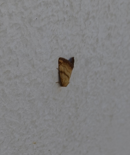 Aegle vespertinalis