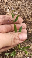 Chorispora tenella, photograph (c) ivansemenkov, some rights reserved (CC BY)
