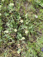 Trifolium eriocephalum