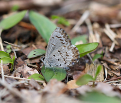 Celastrina lucia