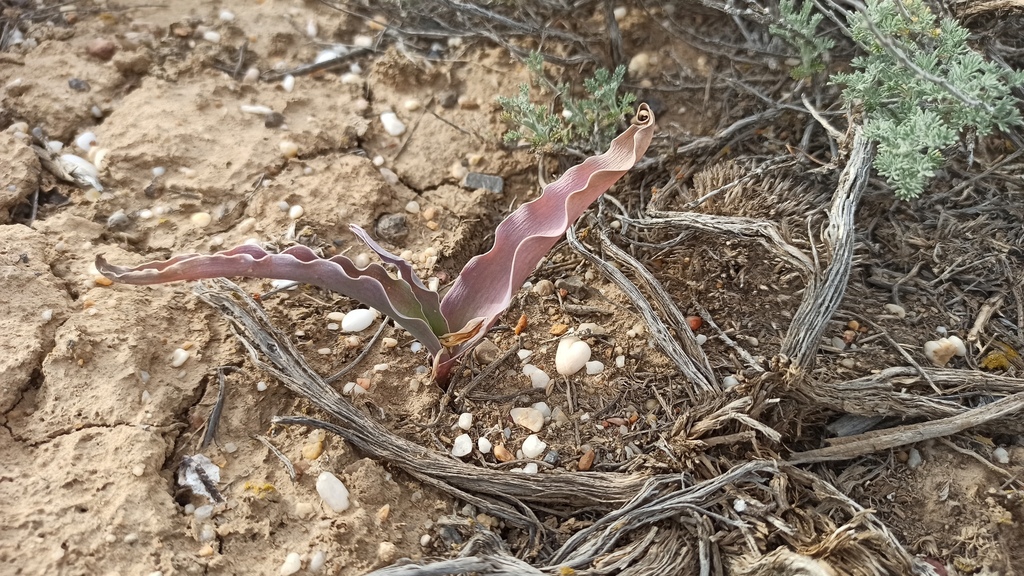 Tulipa alberti; photograph (c) ivansemenkov, some rights reserved (CC BY)