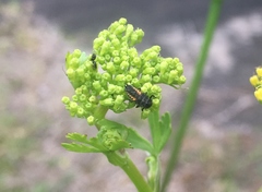 Harmonia axyridis